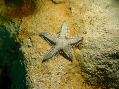 Astropecten polyacanthus