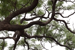 Amblygonocarpus andongensis