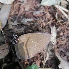 Euploea tulliolus