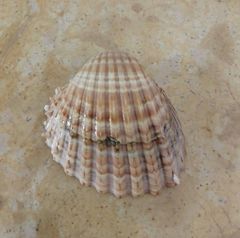 Acanthocardia aculeata