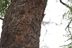 Amblygonocarpus andongensis