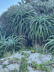 Aloe thraskii