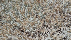 Centaurea spinosa