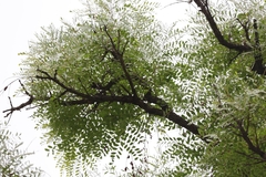 Amblygonocarpus andongensis