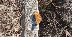 Polygonia c-album