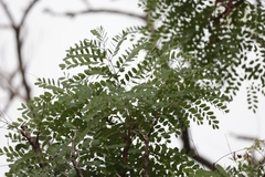 Amblygonocarpus andongensis