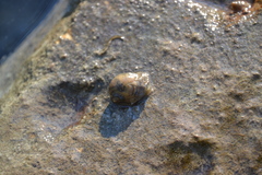 Ampullaceana balthica