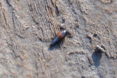 Tachyporus hypnorum
