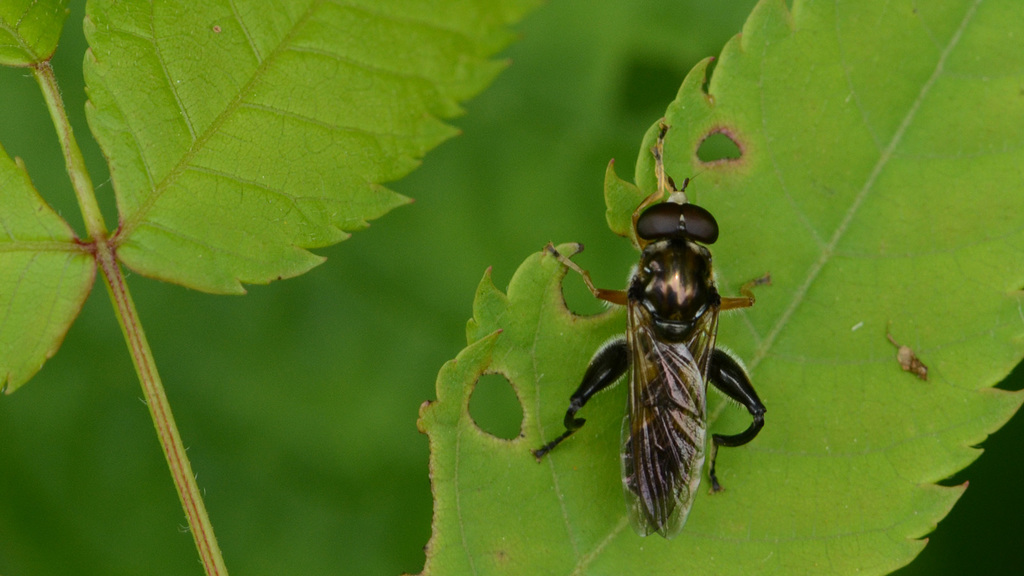 Xylota frontalis