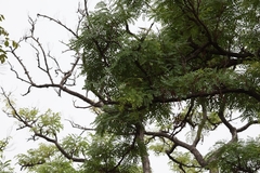 Amblygonocarpus andongensis