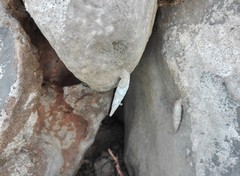 Albinaria corrugata