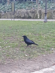 Corvus corone