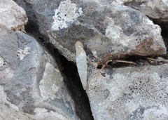 Albinaria corrugata