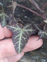 Hedera helix