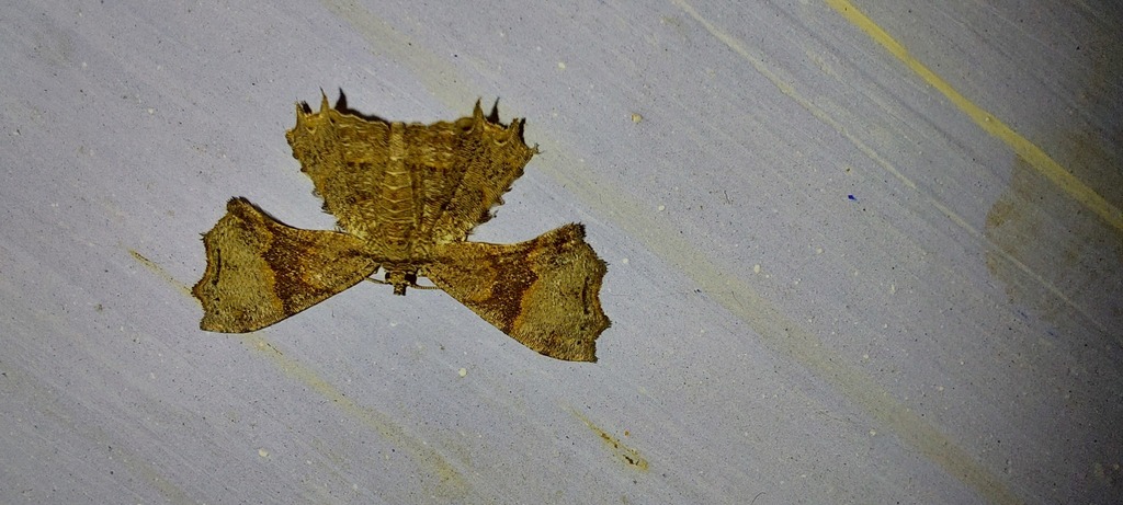 Geometrid and Swallowtail Moths from Digboi, Assam 786171, India on ...