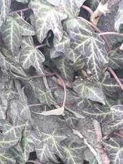 Hedera helix