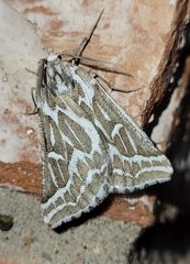 Plataea trilinearia