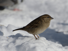 Passer domesticus