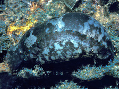 Navanax aenigmaticus