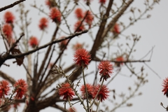 Erythrina abyssinica