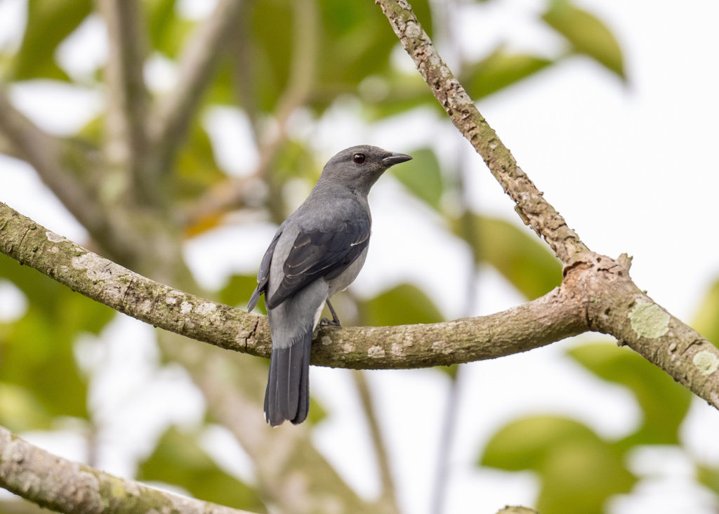 Black-winged Cuckooshrike photo