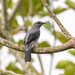 Black-winged Cuckooshrike - Photo (c) Paul Dickson, some rights reserved (CC BY-NC), uploaded by Paul Dickson