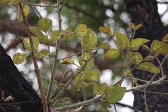 Erythrina abyssinica