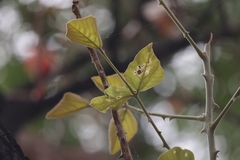 Erythrina abyssinica