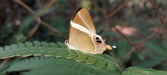 Abisara neophron