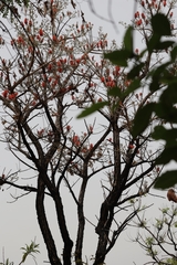 Erythrina abyssinica