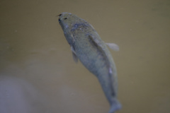 Channa striata