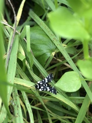 Pseudothyris sepulchralis