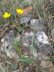 Ranunculus bupleuroides