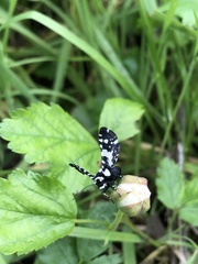 Pseudothyris sepulchralis