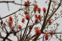 Erythrina abyssinica
