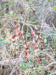 Erythrina herbacea image