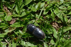 Serrognathus titanus nobuyukii