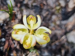 Disa oligantha