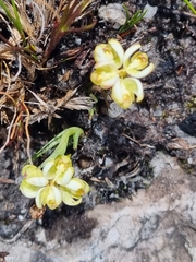 Disa oligantha