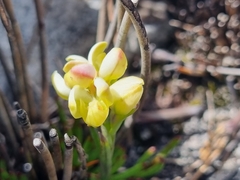 Disa oligantha
