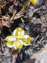 Disa oligantha