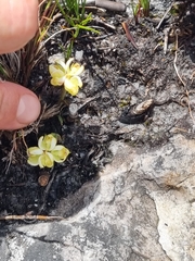 Disa oligantha