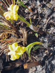 Disa oligantha
