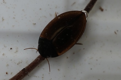 Agabus japonicus · iNaturalist