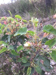 Cistus populifolius