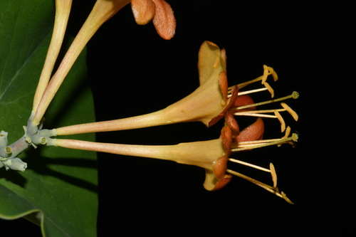 Image of Lonicera flava by (c) Brian Finzel, some rights reserved (CC BY-SA)