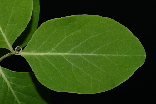 Image of Lonicera flava by (c) Brian Finzel, some rights reserved (CC BY-SA)