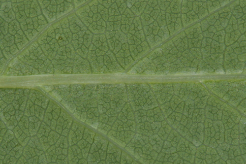 Image of Lonicera flava by (c) Brian Finzel, some rights reserved (CC BY-SA)