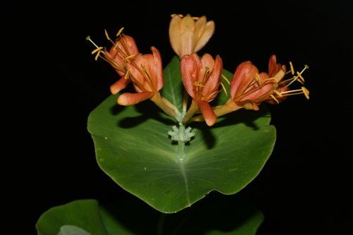 Image of Lonicera flava by (c) Brian Finzel, some rights reserved (CC BY-SA)