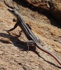 Platysaurus